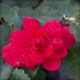 Begonia illumination rose