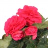 Begonia 'Nonstop Rose'