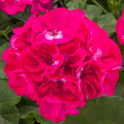 Pelargonia rabatowa 'Dark Hot Rose'