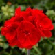 Pelargonia rabatowa 'Bright Red'