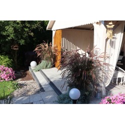 Trawa jednoroczna Rubrum