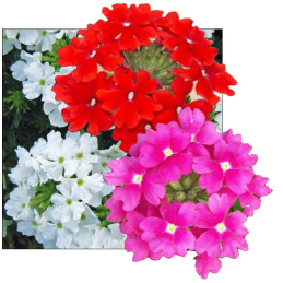 Werbena tricolor