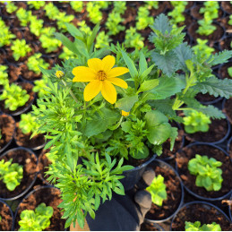 Kompozycja  lobelia, bidens , werbena
