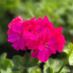 Pelargonia zwisająca,purpurowa pełnokwiatowa