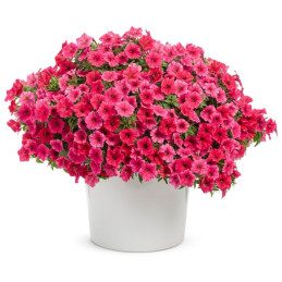 Supertunia Vista Paradise