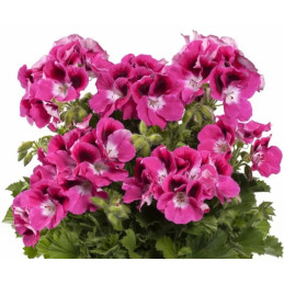 Pelargonia 'Aristo Magenta'