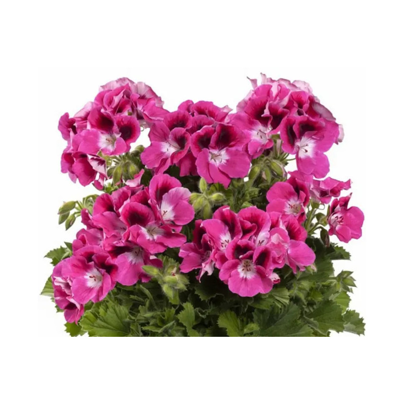 Pelargonia 'Aristo Magenta'