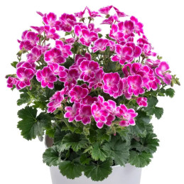 Pelargonia 'Angeleyes Pink'