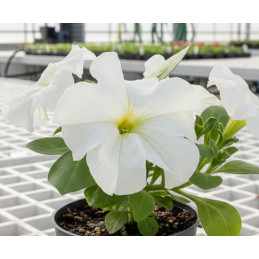 Surfinia Conchita Grande White