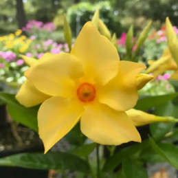 Sundaville , Dipladenia Gold