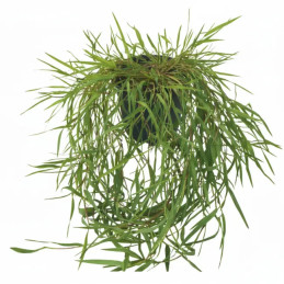 Bambus zwisający Agrostis Green Twist