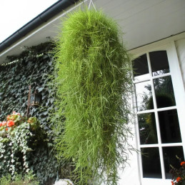 Bambus zwisajcy Agrostis Green Twist