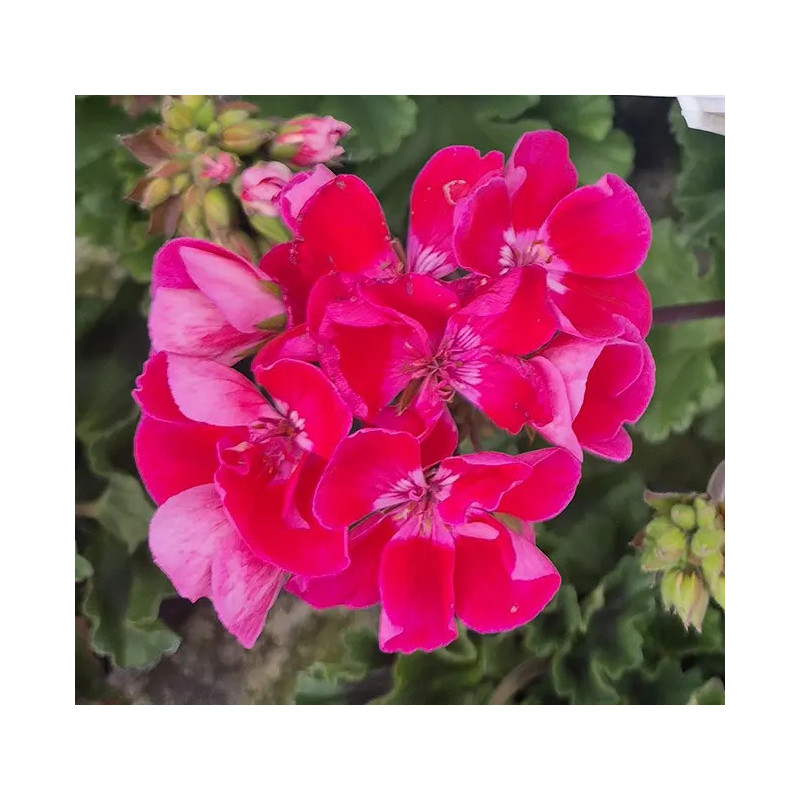Pelargonia rabatowa 'Dark Raspberry'