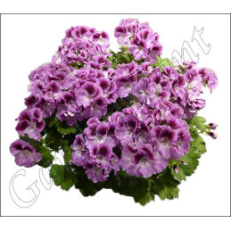Pelargonia angielska Aristo Orchid