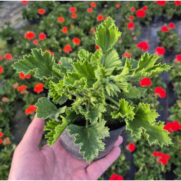 Pelargonia angielska Aristo Orchid