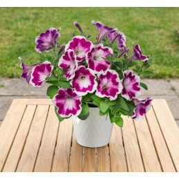 Surfinia Painted Love Purple