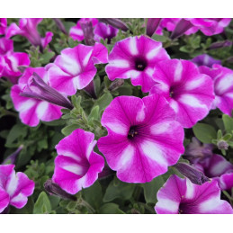 Supertunia Vista Raspberry Star