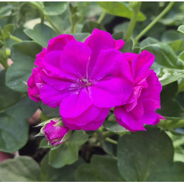 Pelargonia zwisająca wrzosowa , pełnokwiatowa