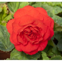Begonia 'Nonstop Red'
