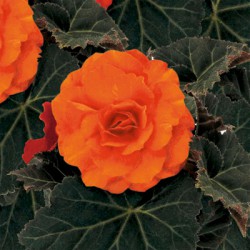 Begonia 'Nonstop Orange'