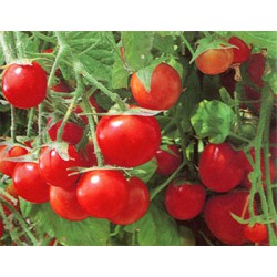 Pomidor balkonowy czerwony