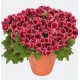 Pelargonia angielska 'Aristo Red Beauty'