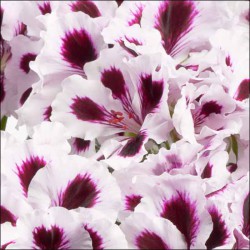 Pelargonia angielska Aristo Purple Stripes