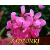 pelargonia bluszczolistna lila-róż