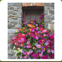 Sadzonki kwiatów balkonowych i ogrodowych do nasadzeń w kompozycjach w donicach wiszących i skrzynkach balkonowych.