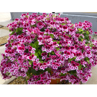 Sadzonki pelargonii Randy - piękne kwiaty o intensywnych kolorach | Hodowla GardenPlant